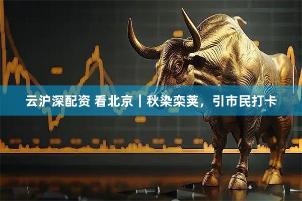 云沪深配资 看北京｜秋染栾荚，引市民打卡